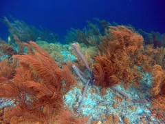 Sea Plume with Stove-pipe sponge